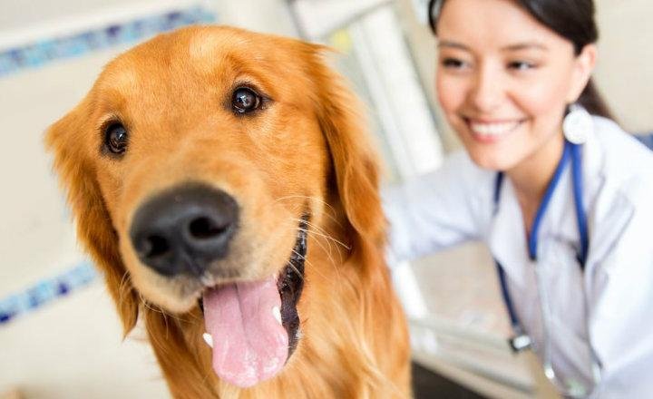 Médico veterinario